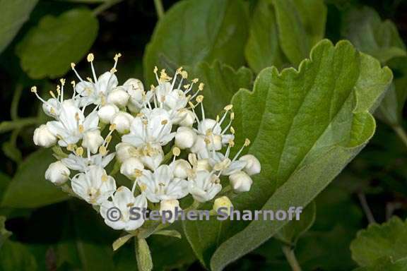 viburnum ellipticum 7 graphic